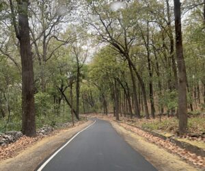 Marketing & Visibility Services: Showcasing Somali-American Businesses to the World