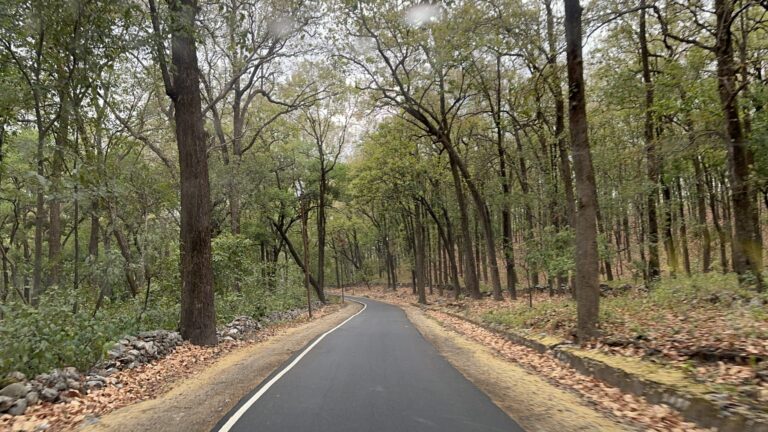 Marketing & Visibility Services: Showcasing Somali-American Businesses to the World